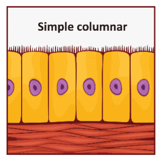Illustration of a single layer of tall, rectangular cells with visible nuclei, topped by small hair-like structures.