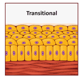 Diagram of transitional epithelium, showing multiple layers of cells with varying shapes, including rounded cells at the surface.