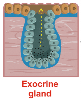 Diagram of an exocrine gland, showing a duct leading from the gland to the surface, with arrows indicating secretion flow.