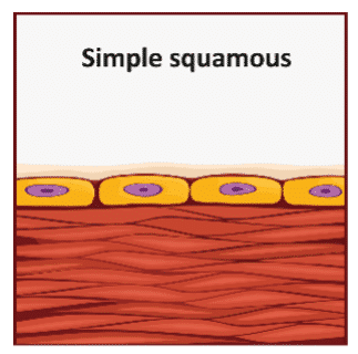 Illustration depicting a layer of flat cells above a dense network of interwoven fibers, labeled as a type of thin, flat epithelium.