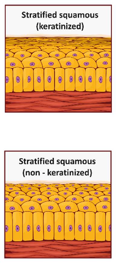 Two diagrams comparing stratified squamous epithelium. The top image shows layers of flat cells with a surface layer of keratinized cells, while the bottom shows layers without keratinization.