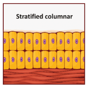 Illustration of a multi-layered structure with tall, rectangular cells, showing several rows of cells with visible nuclei.