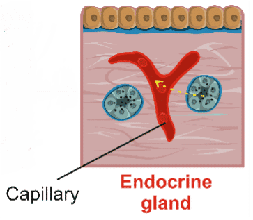 Illustration of an endocrine gland, showing clusters of cells surrounding a capillary, with arrows indicating secretion into the bloodstream.