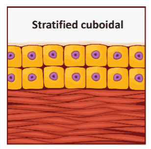 Diagram of a multi-layered structure with cube-shaped cells, showing multiple rows of cells with prominent nuclei.