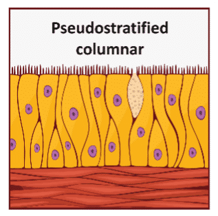 Diagram of pseudostratified columnar epithelium, showing tall, irregularly shaped cells with nuclei at different levels and small hair-like structures on the surface.